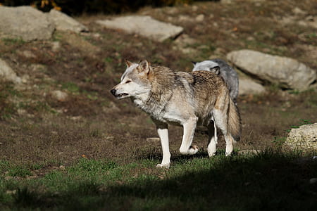 brown and white wolf on ground thumbnail