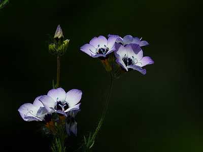 purple petal flower photo thumbnail
