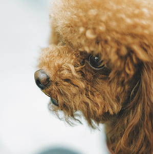 long-coated brown dog thumbnail