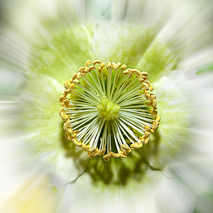 close-up photo of green leafed flower thumbnail