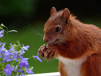brown rodent in front of purple flower thumbnail