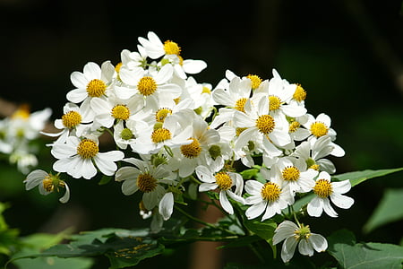 selective focus photo of white flowers thumbnail