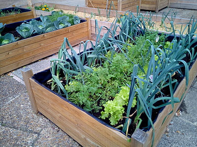 potted green leaf plants thumbnail