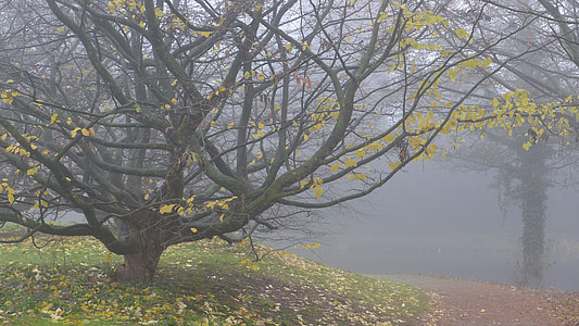 tree surrounded by fog thumbnail