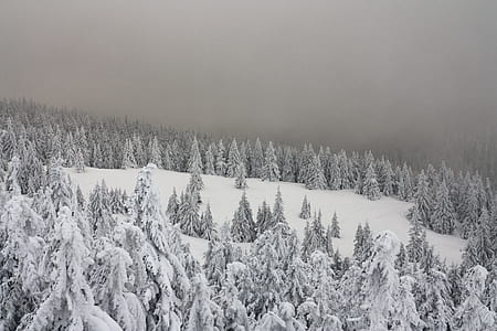snow-covered pine trees thumbnail