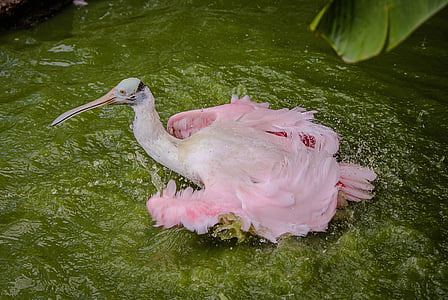white long-beaked bird on body of water thumbnail