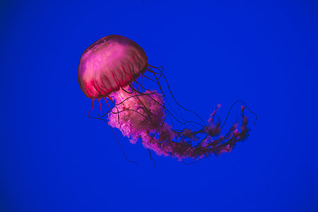 pink jellyfish underwater thumbnail