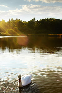 white goose on body of water thumbnail
