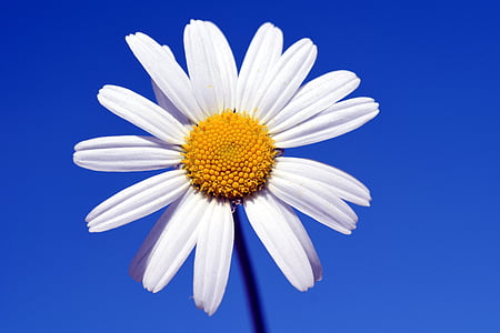 white flower thumbnail