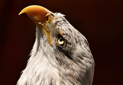 closeup photo of bald eagle thumbnail