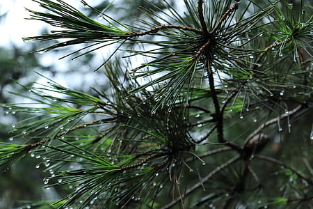 green leafed tree with morning dews thumbnail