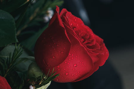 close up photography of red rose with water dew thumbnail