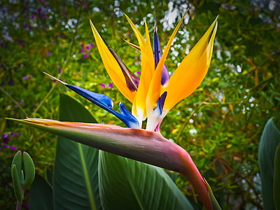 selective focus photography of birds of paradise flower thumbnail