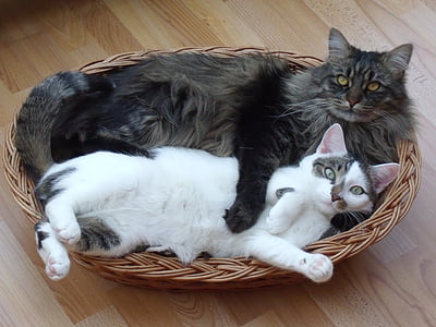 black and gray maine coon cat and short-fur white and black cat lying on brown wicker basket thumbnail