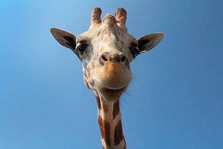 giraffe during daytime thumbnail
