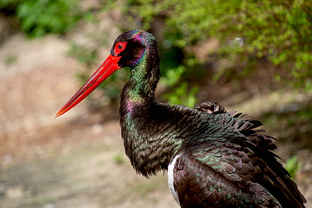 selective-focus photo of red-billed stork thumbnail