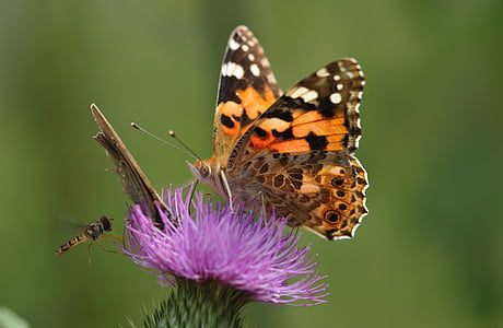 painted lady butterfly collecting nectar to purple flower thumbnail