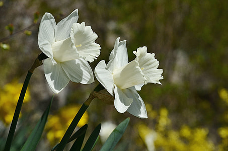 macro shot photography of white flowers thumbnail