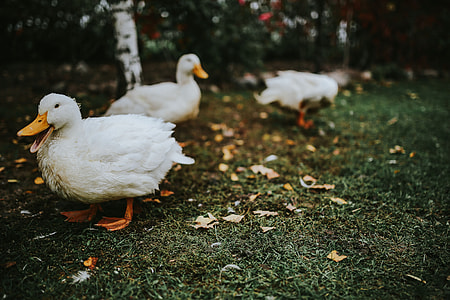 White ducks on the grass thumbnail