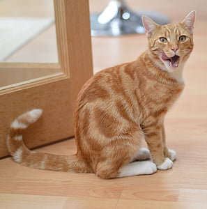 orange tabby cat near on door thumbnail
