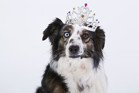 adult black and white Australian shepherd thumbnail