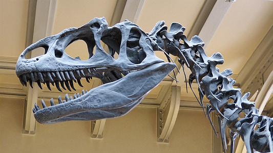 grey dinosaur skeleton thumbnail