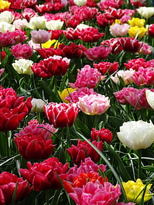 red, white, yellow, and pink petaled flowers field at daytime thumbnail
