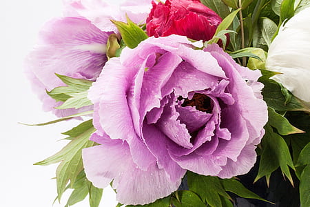 red and purple flowers thumbnail