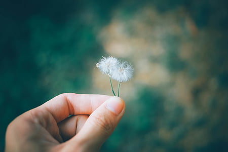 person holding two dandelions thumbnail