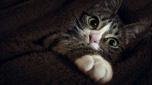 cat covered with brown textile thumbnail