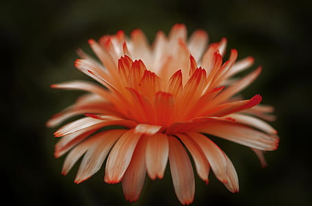 macro photography of orange flower thumbnail