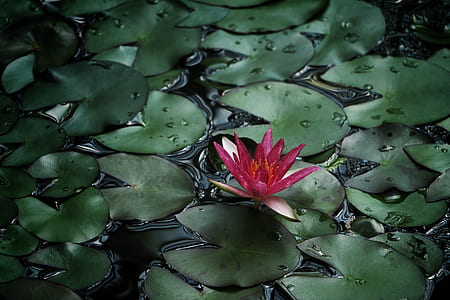 red lotus flower on lotus pod thumbnail