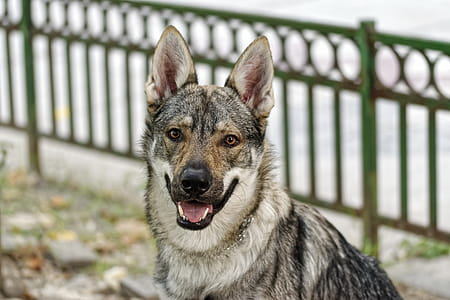 Medium Short-coated Gray Dog on Selective Focus Photo thumbnail