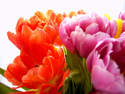 close-up photo of purple and orange tulips in bloom thumbnail