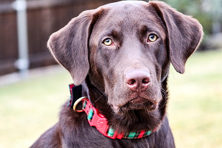 short-coated brown dog close-up photography thumbnail
