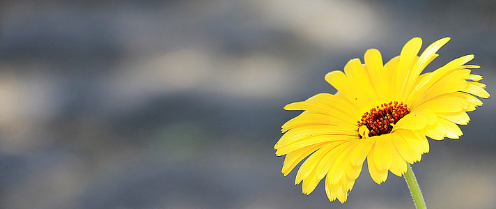 selective focus photo of yellow daisy thumbnail