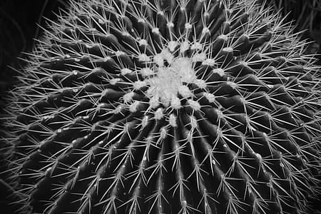 Grayscale Photo of Ball Cactus thumbnail