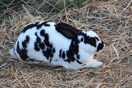 white and black rabbit on ground thumbnail