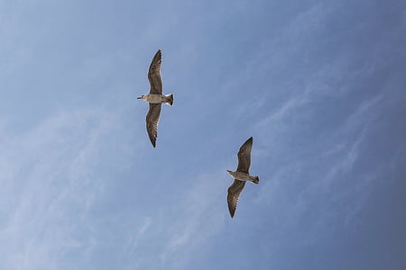 low angle photo of seagulls flying under the sky thumbnail