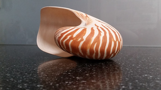 brown seashell thumbnail