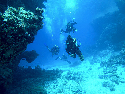 several divers near corals during daytime thumbnail