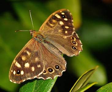 brown peacock butterfly perched on leaf thumbnail