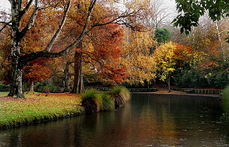 landscape photography of orange maple leaf trees near body of water thumbnail
