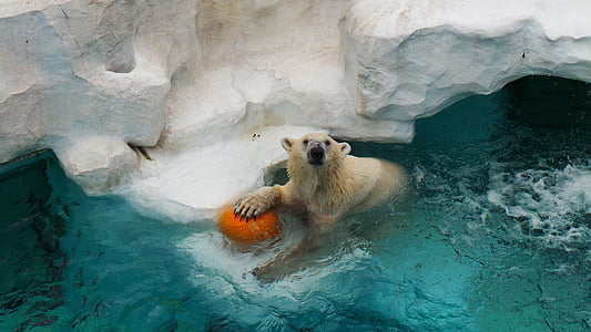 polar bear holding orange ball thumbnail