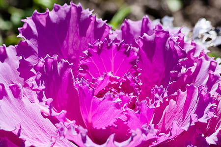 purple flower thumbnail