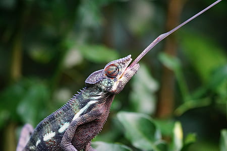 macro photography of bearded dragon thumbnail