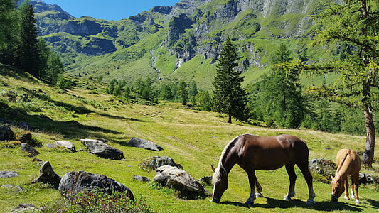 two brown horses on green grass near tree thumbnail
