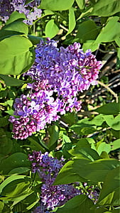 purple flowers thumbnail