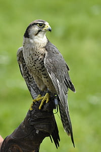 gray and white eagle thumbnail