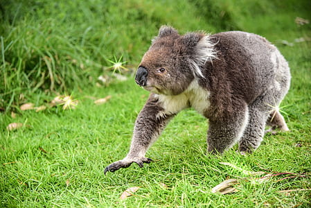 Koala thumbnail